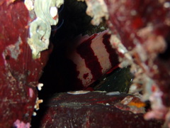 Sebastes nigrocinctus