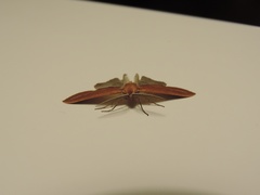 Compsoptera opacaria