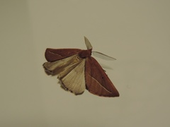 Compsoptera opacaria