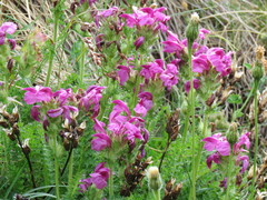 Pedicularis pyrenaica