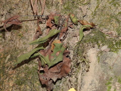 Mickelopteris cordata
