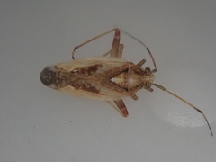Chinamiris laticinctus