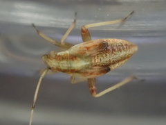 Chinamiris laticinctus