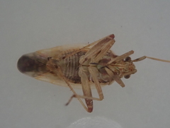 Chinamiris laticinctus
