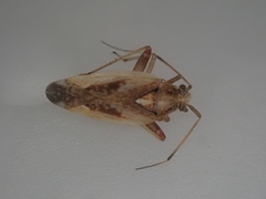 Chinamiris laticinctus