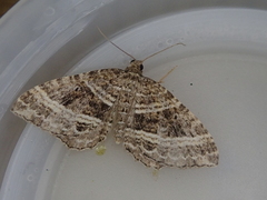 Chrysolarentia subrectaria