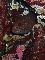 Anarrhichthys ocellatus