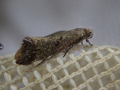 Tinea mochlota
