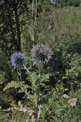 Echinops chantavicus