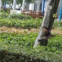 Streptopelia chinensis