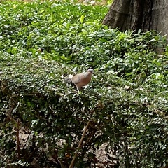 Streptopelia chinensis