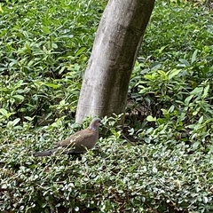 Streptopelia chinensis