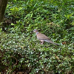 Streptopelia chinensis