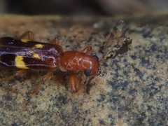 Phymatophaea guttigera