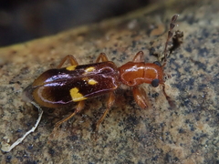 Phymatophaea guttigera