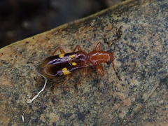 Phymatophaea guttigera