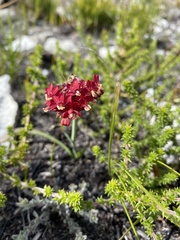 Codonorhiza micrantha