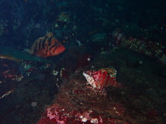 Sebastes nigrocinctus