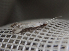 Sagephora phortegella