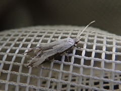 Sagephora phortegella