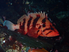 Sebastes nigrocinctus
