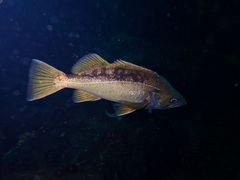 Sebastes flavidus
