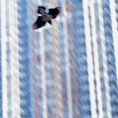 Gracupica nigricollis