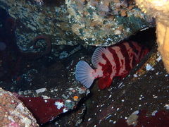 Sebastes nigrocinctus