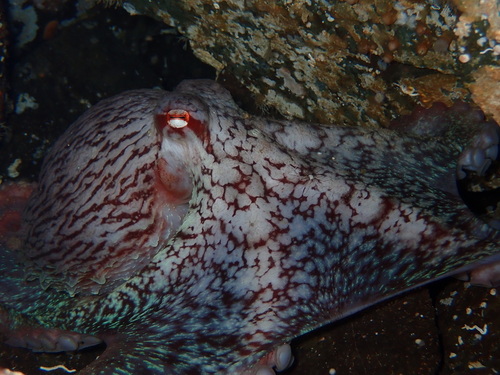 Giant Pacific Octopus