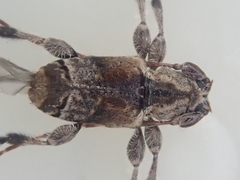 Hybolasius crista