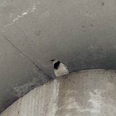 Gracupica nigricollis