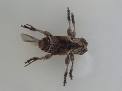 Hybolasius crista