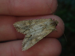 Ichneutica mollis