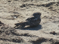 Chordeiles acutipennis