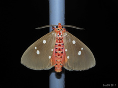 Tinolius eburneigutta