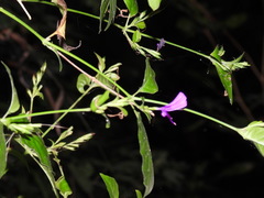 Hypoestes purpurea