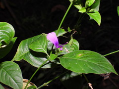 Hypoestes purpurea