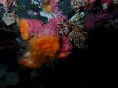 Balanophyllia elegans