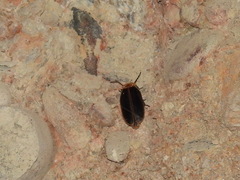 Pyrocoelia praetexta