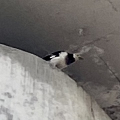 Gracupica nigricollis