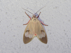 Amerila astreus