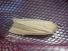 Ichneutica semivittata