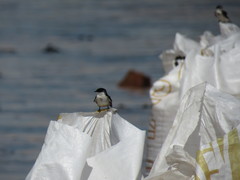 Tachycineta albilinea