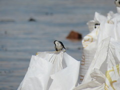 Tachycineta albilinea