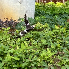 Gracupica nigricollis