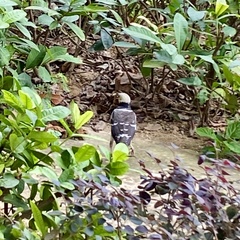 Gracupica nigricollis