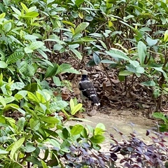 Gracupica nigricollis