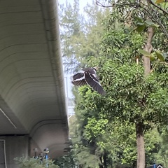 Gracupica nigricollis