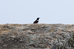 Thamnolaea cinnamomeiventris