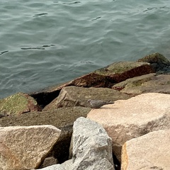 Streptopelia chinensis